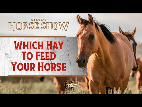 Which Hay to Feed Your Horses