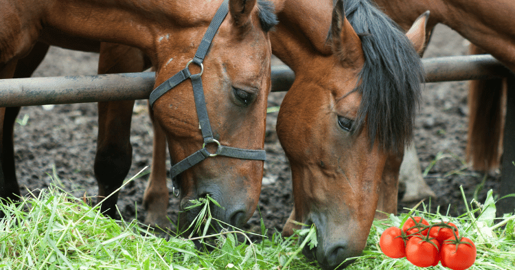 Benefits of Tomatoes for Horses