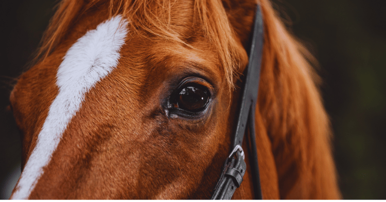 Can Horse See in the Dark: Night Vision Explained