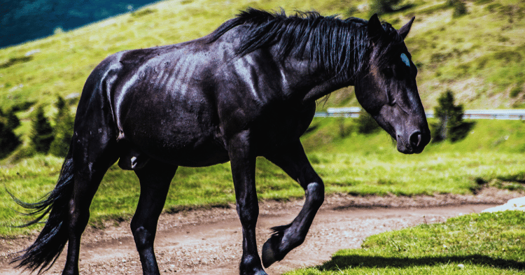 Can Horses Burp?