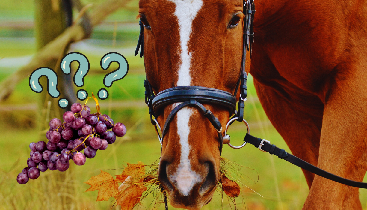 Can Horses Eat Grapes: Safety and Feeding Tips