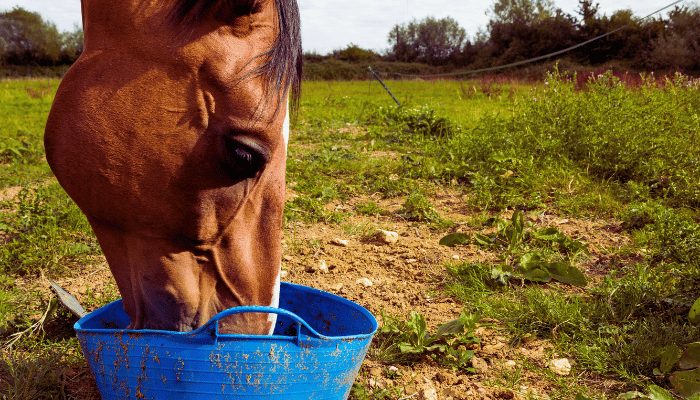 Can Horses Eat Grapes?