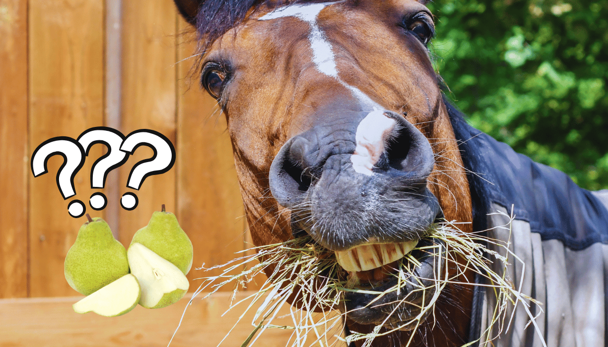 Can Horses Eat Pears: Safe Fruit Feeding Guide