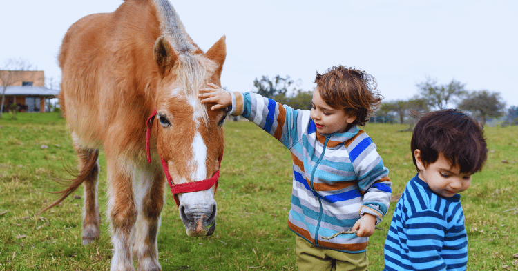 Can Horses Recognize Their Names?