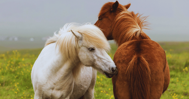 Caring for Companion Horses