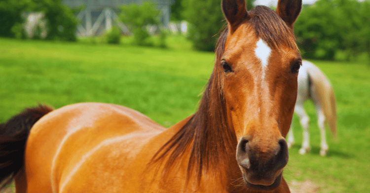 Celery as a Treat for Horses