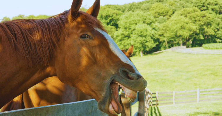 Communication with Horses