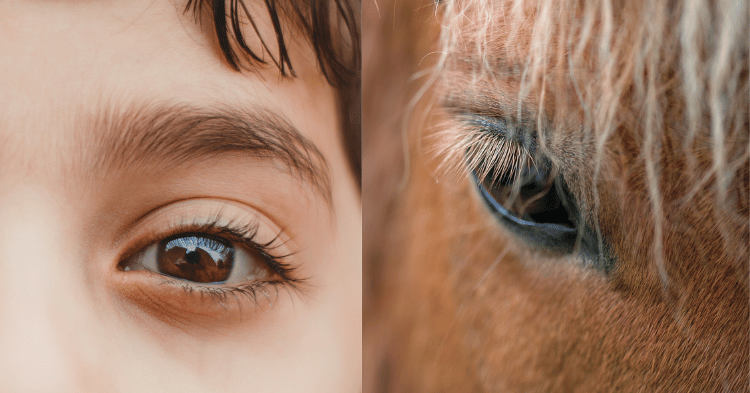 Comparing Human and Horse Vision