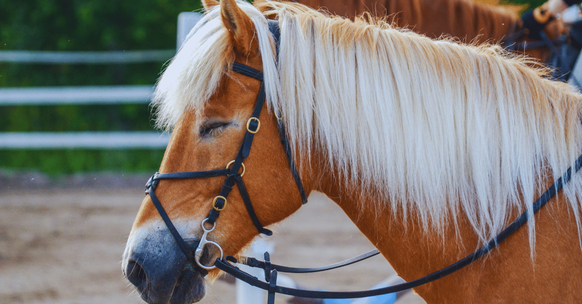 Do Horse Sleep: Natural Rest Patterns Explained