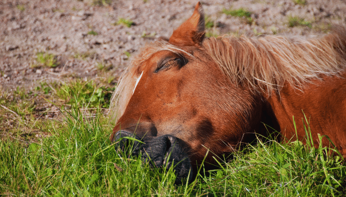 Do Horses Sleep Standing Up: Rest Habits Explained