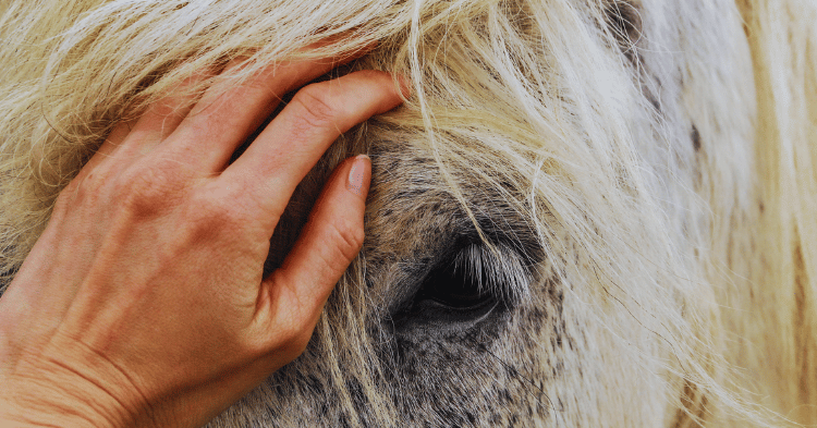 Emotional Perception in Horses