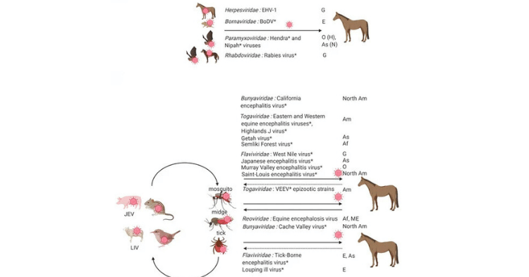 Encephalitis