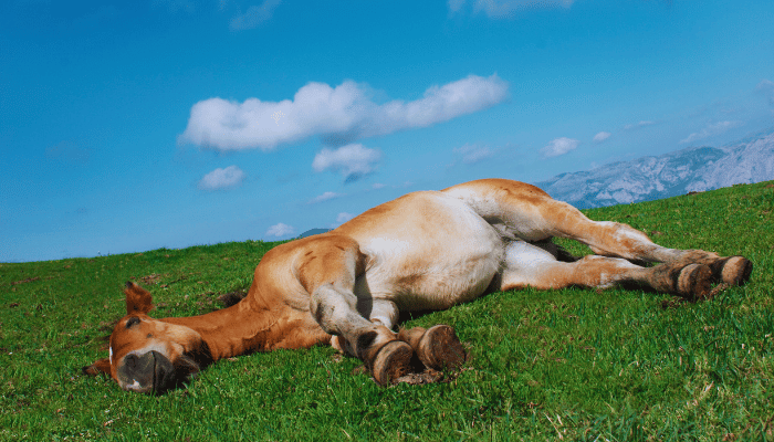 Factors Affecting Horse Sleep