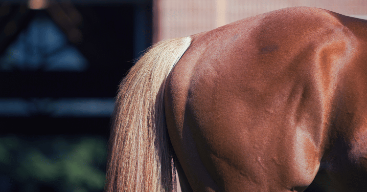 Factors Affecting Horse Tail Growth