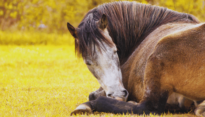 Factors Influencing Horse Sleep