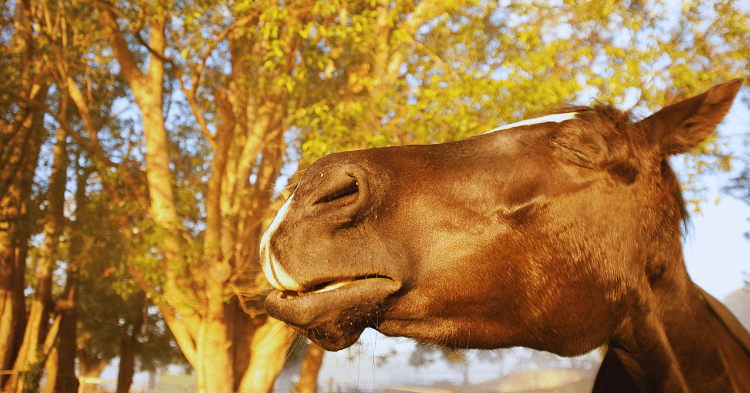 Factors Influencing Horse Stress