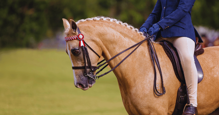 Factors Influencing Horses' Enjoyment of Riding