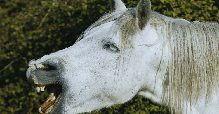 Factors Influencing Yawning in Horses