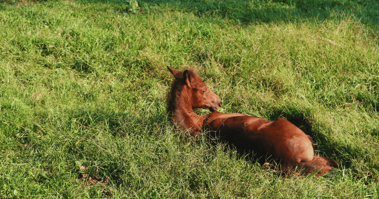 Factors Influencing a Horse's Sleep