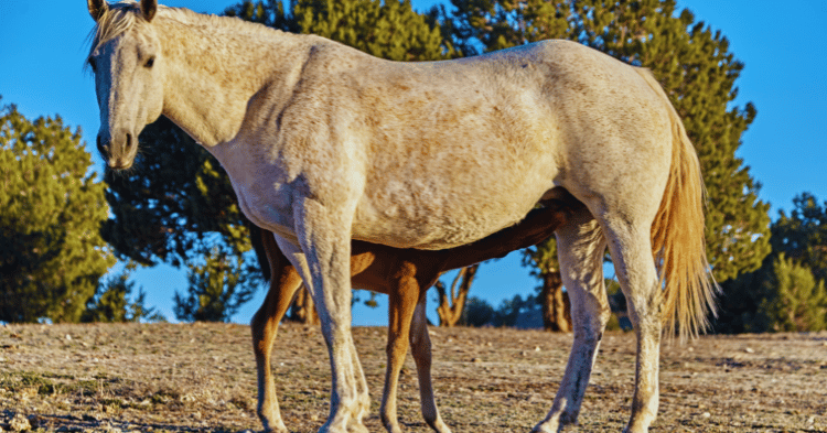 Feeding Horses Properly