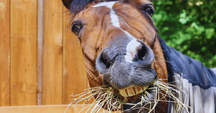 Feeding Practices for Horses