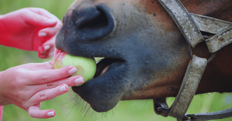 Feeding Practices for Horses