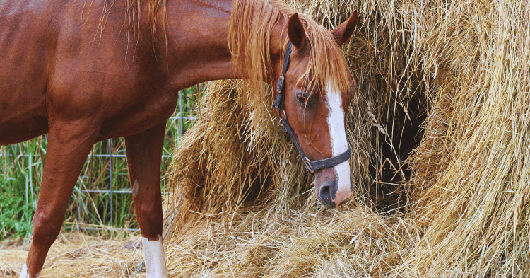 Hay and Pasture for Horses