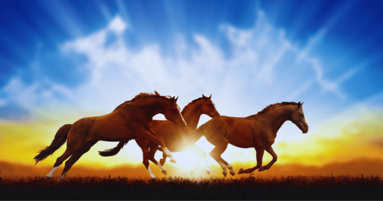 Health Factors Affecting Horse Performance