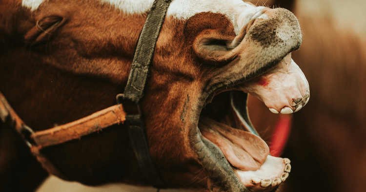 Health Implications of Yawning in Horses