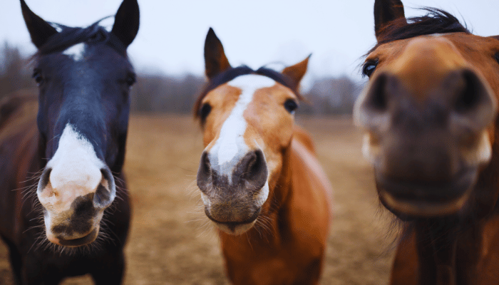 Health Risks for Horses