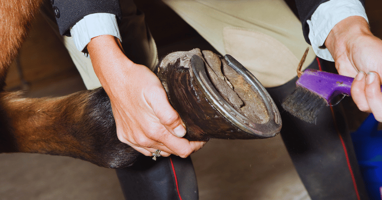 Hoof Care Practices