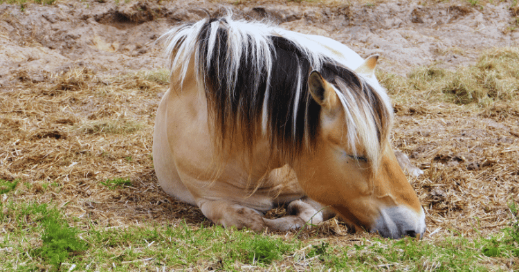 How Horses Sleep