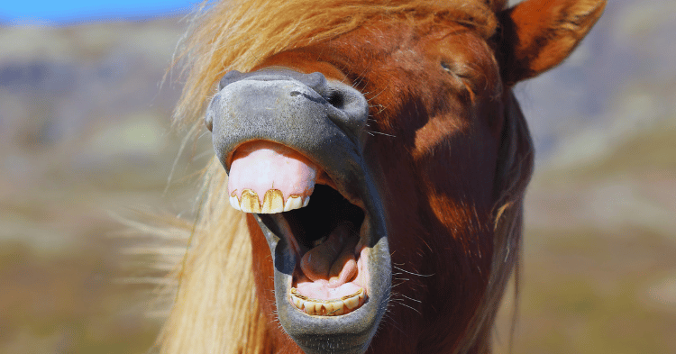 Humor in Horses and Animals