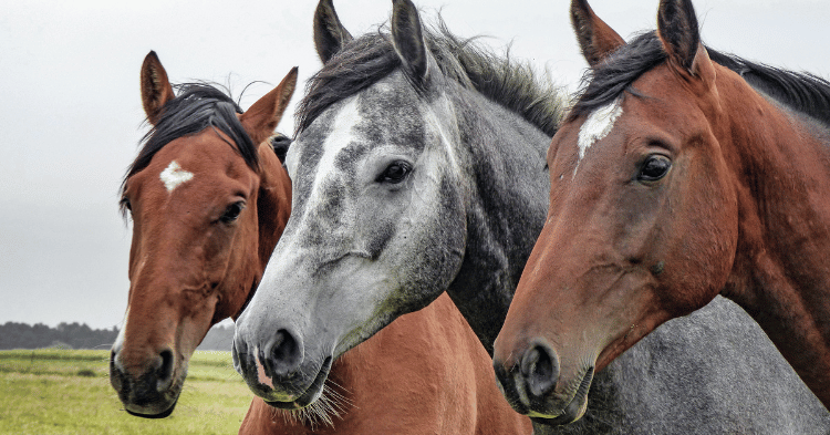 Impact on Horse Behavior