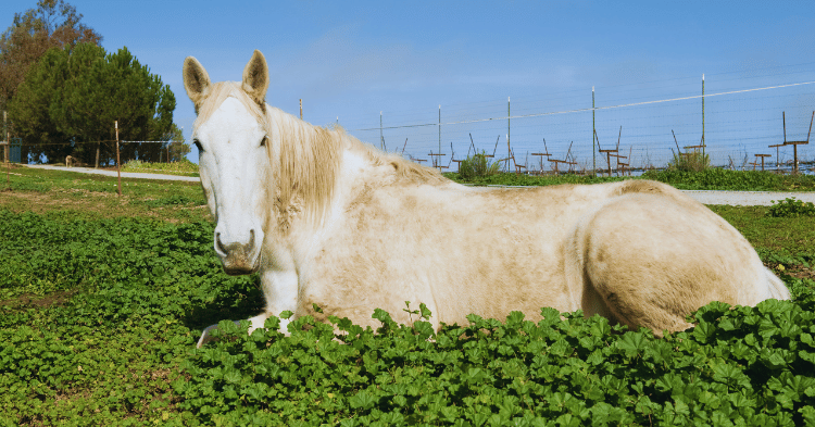 Importance of Lying Down for Horses