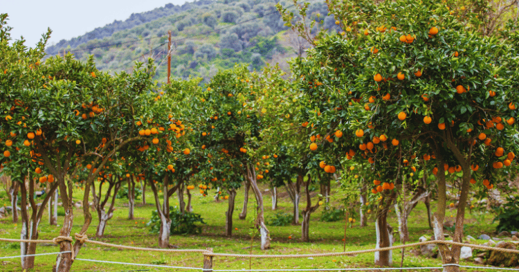 Incorporating Oranges into a Horse's Diet