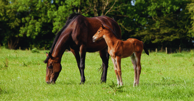 Lactation in Horses