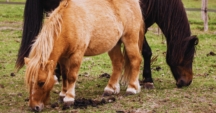 Lifespan of Different Horse Types