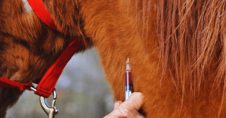 Managing Tick Infestations in Horses