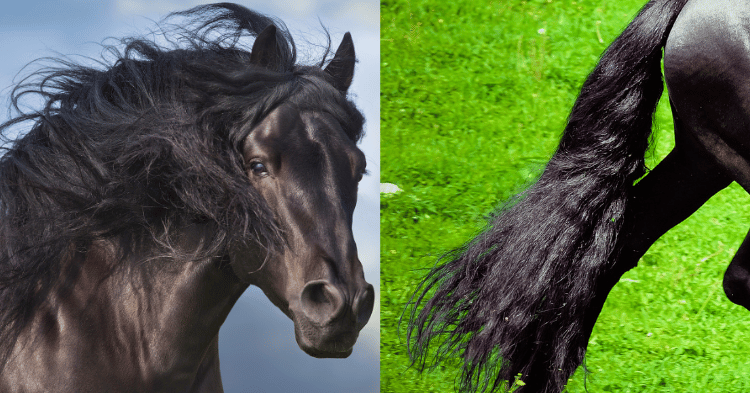 Mane vs. Tail Growth