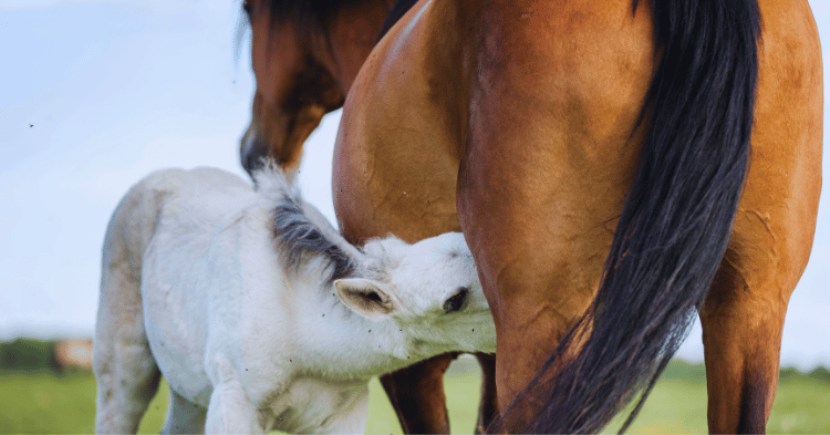 Foal Nutrition and Development