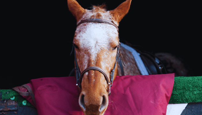 Promoting Healthy Horse Sleep