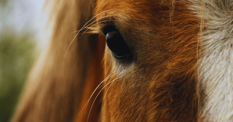 Understanding Horse Sleep Habits