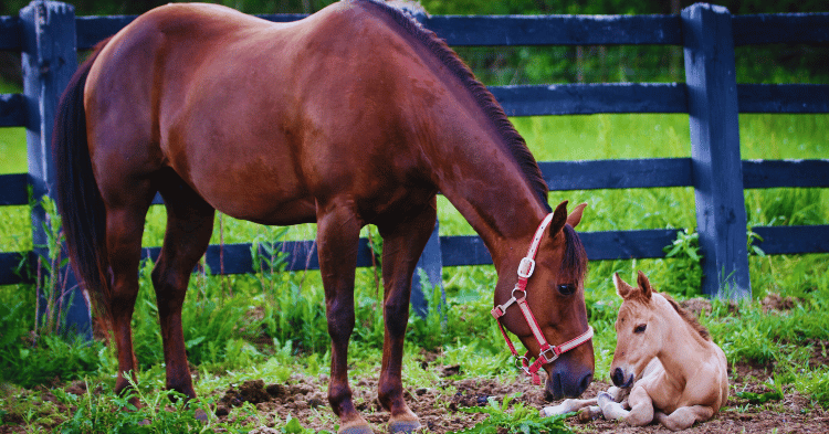 Recognizing Horse Health Concerns