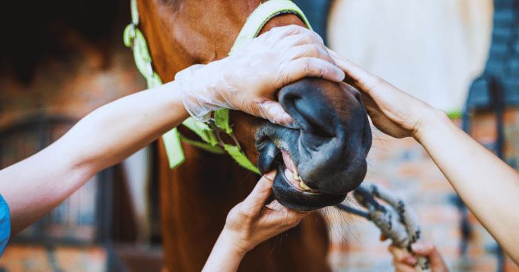 Recognizing Pain in Horses