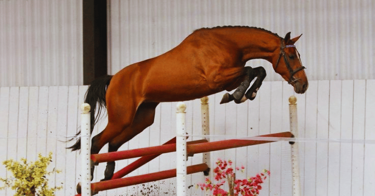 Records in Horse Jumping