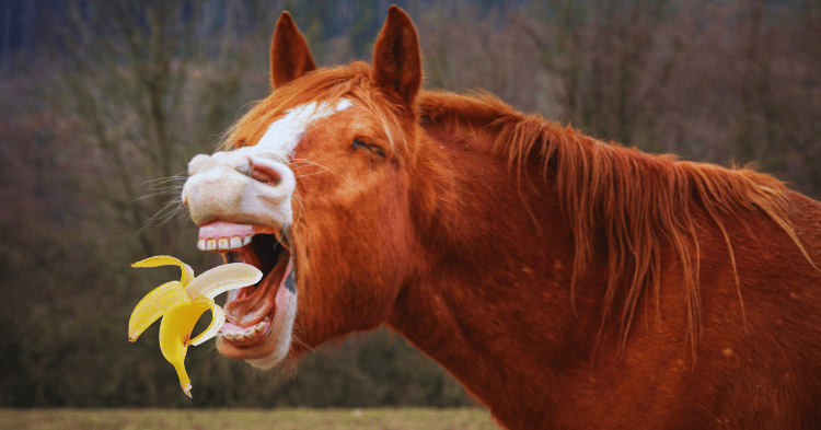 Risks of Feeding Bananas to Horses