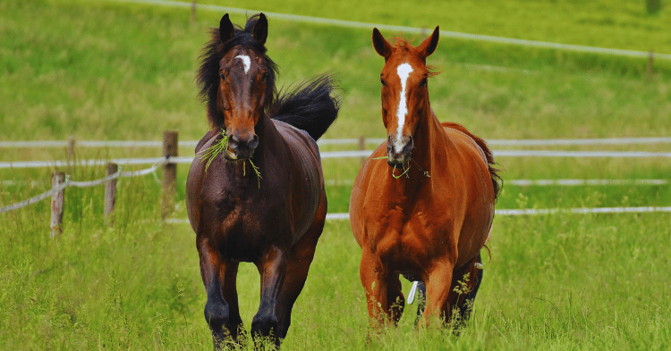 Signs of Distress in Solitary Horses