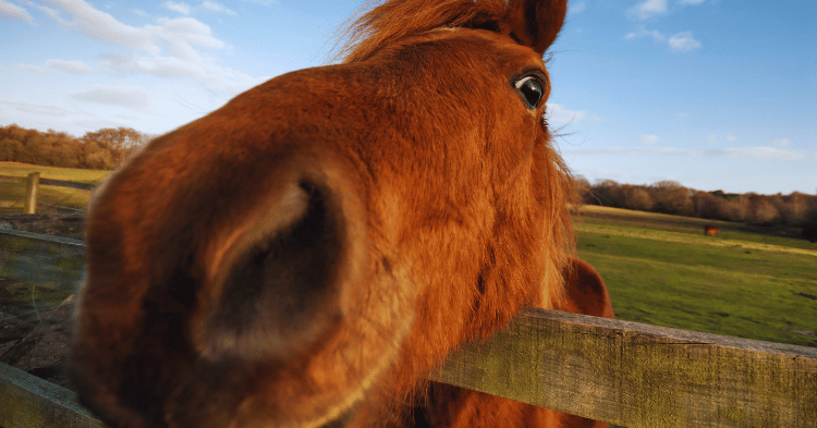 Signs of a Happy Horse