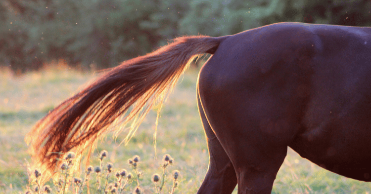 Tail Regrowth Process